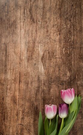 Spring background with tulips , frame on the wooden backgroundの写真素材