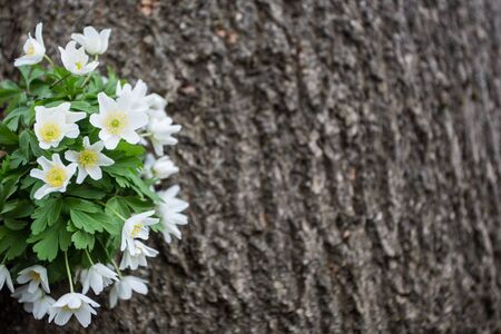 First spring flowers from the neighbours forest