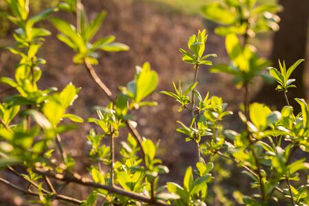 First spring leaves in the park. On the evening sun. Last sunbeams of the day