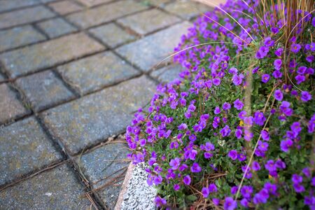 Violet flower on my mums garden. This flower will bloom the whole yearの写真素材