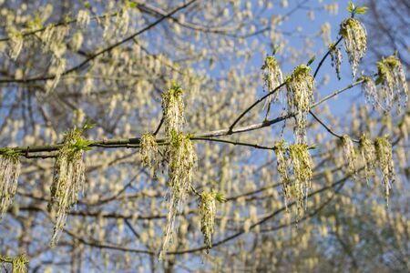 First spring leaves in the park. On the evening sun. Last sunbeams of the day