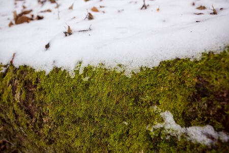 Evergreen moss covered with spring snow in marchの写真素材