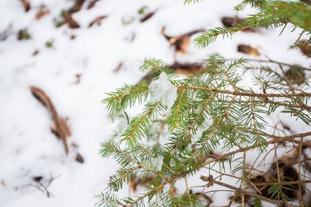 Pine tree sprinkled with snow and brightly lit by the sun. Spring sun in Marchの写真素材