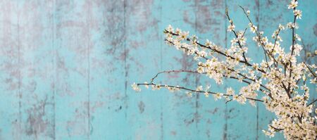 Lovely white cherry blooms on the branches. They are blooming before they get the leaves. On the...