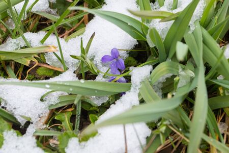 First wild violets covered with snow. Late snow in Marchの写真素材