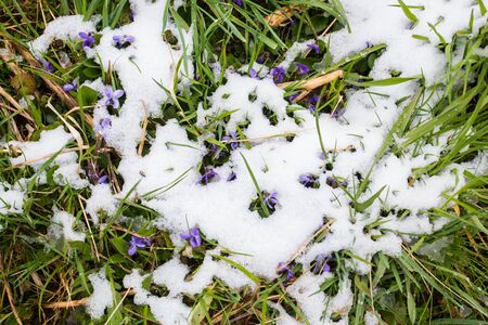 First wild violets covered with snow. Late snow in Marchの写真素材