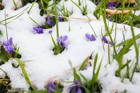 First wild violets covered with snow. Late snow in Marchの写真素材