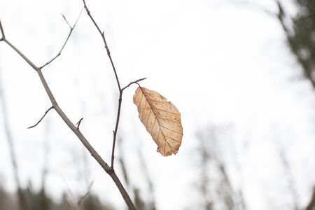Autums leaves of birch. Still firm on the branch. Dry leaves.の写真素材