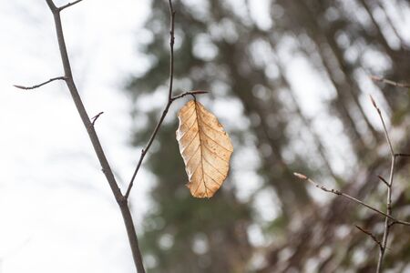 Autums leaves of birch. Still firm on the branch. Dry leaves.