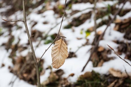 Autums leaves of birch. Still firm on the branch. Dry leaves.