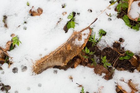 Closeup of multicolor leaves sprinkled with snow and brightly lit by the sunの写真素材