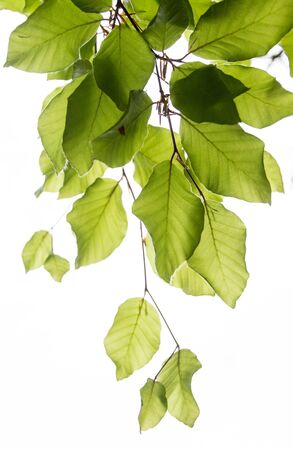 Fresh new leaves in the spring. On the branch in the nature in springの写真素材