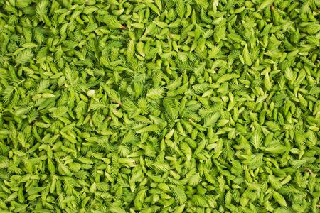 Fresh green pine needles as a background with the frameの写真素材