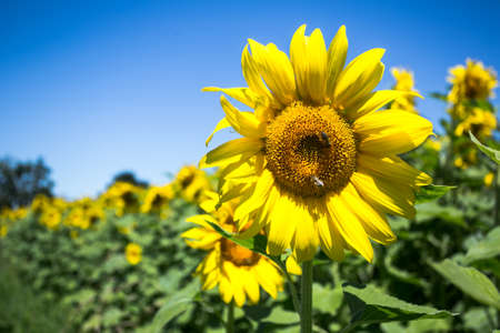 Sunflower on the background of pure blue sky; on the sunの写真素材