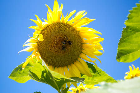It brings joy to see sunflower field by the road; photos with yellow energy on the sunflower fieldの写真素材