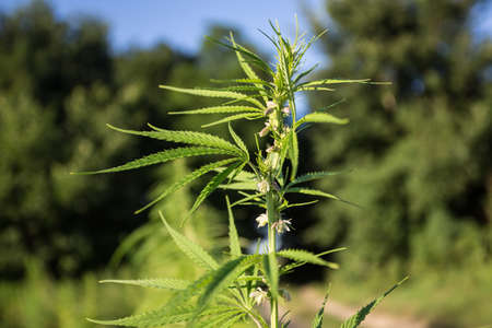 Field of industrial hemp (cannabis) in the evening sun. Legally planted on the fieldの写真素材