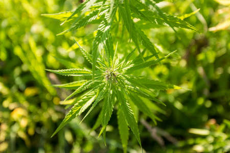 Field of industrial hemp (cannabis) in the evening sun. Legally planted on the fieldの写真素材