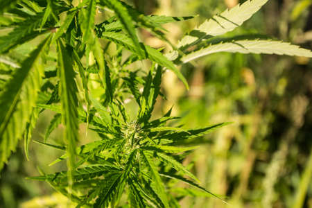 Field of industrial hemp (cannabis) in the evening sun. Legally planted on the field