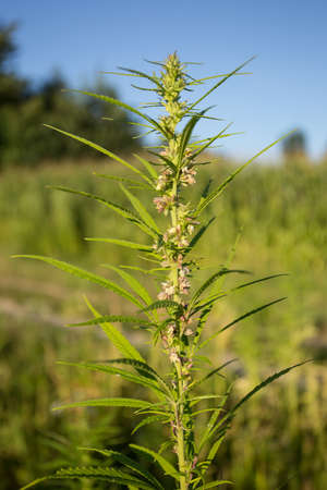 Field of industrial hemp (cannabis) in the evening sun. Legally planted on the fieldの写真素材