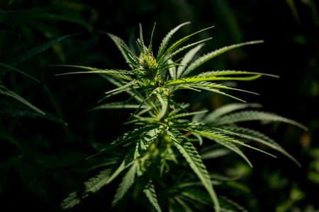 Field of industrial hemp (cannabis) in the evening sun. Legally planted on the fieldの写真素材