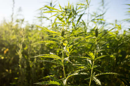 Field of industrial hemp (cannabis) in the evening sun. Legally planted on the fieldの写真素材