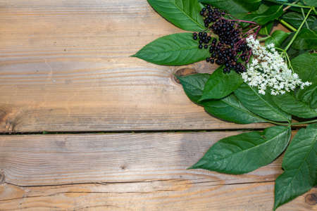 Eldelflower: flower and the fruit on the same photo. Can be used as a backgroundの写真素材