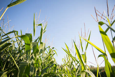 Corn field in the evening sun: corn almost ready for the harvestの写真素材