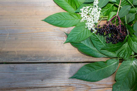 Eldelflower: flower and the fruit on the same photo. Can be used as a backgroundの写真素材