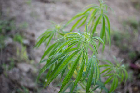 Field of industrial hemp (cannabis) in the evening sun. Legally planted on the fieldの写真素材