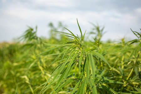 Field of industrial hemp (cannabis) in the evening sun. Legally planted on the fieldの写真素材