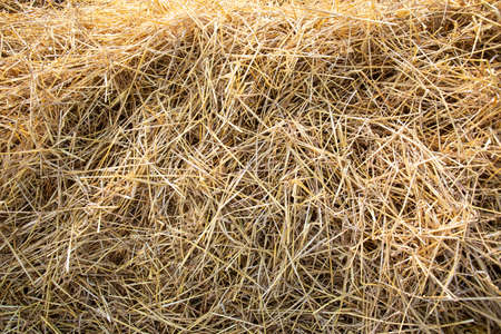 hay bales in the sunsetの写真素材