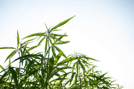 Field of industrial hemp (cannabis) in the evening sun. Legally planted on the fieldの写真素材