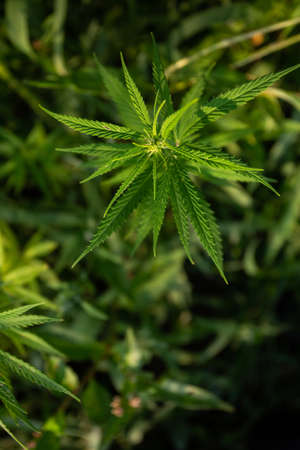 Field of industrial hemp (cannabis) in the evening sun. Legally planted on the fieldの写真素材