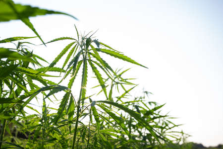Field of industrial hemp (cannabis) in the evening sun. Legally planted on the fieldの写真素材