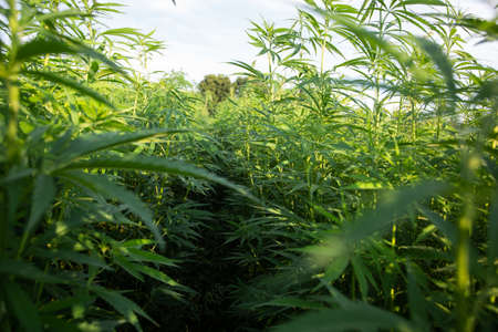 Field of industrial hemp (cannabis) in the evening sun. Legally planted on the fieldの写真素材