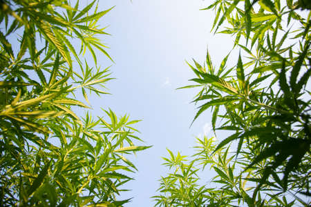 Field of industrial hemp (cannabis) in the evening sun. Legally planted on the fieldの写真素材