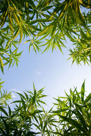 Field of industrial hemp (cannabis) in the evening sun. Legally planted on the fieldの写真素材