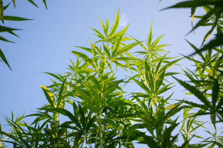 Field of industrial hemp (cannabis) in the evening sun. Legally planted on the fieldの写真素材