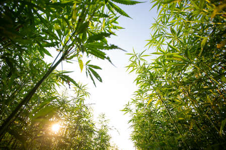 Field of industrial hemp (cannabis) in the evening sun. Legally planted on the fieldの写真素材