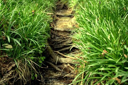 a tiny stream in the forestの写真素材