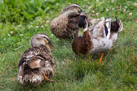 Ducks in Khabarovsk Russiaの写真素材