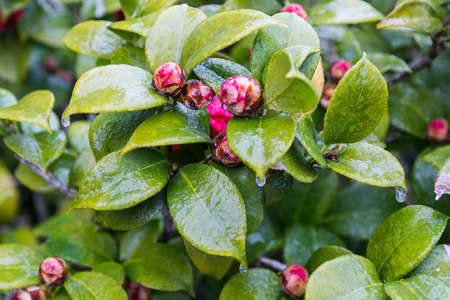Flowers and leaves covered by glaze ice during ice stormの写真素材