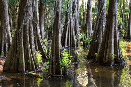 Roots of Cypress trees at Caddo Lake, Texasの写真素材