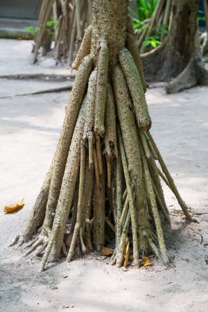 Tropical tree with weird roots grown on sand on Thai islandの写真素材