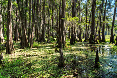 Roots of Cypress trees at Caddo Lake, Texasの写真素材
