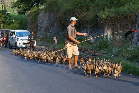 Bali, Indonesia - circa September 2015: Duck Herding in rural area of Baliのeditorial素材