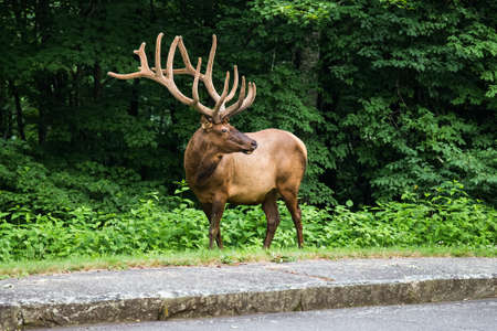 Rangifer tarandus in Appalachian Mountains, USA