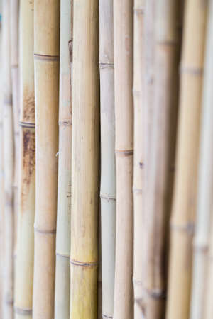 Bamboo sticks are sold and used in construction across Asiaの写真素材