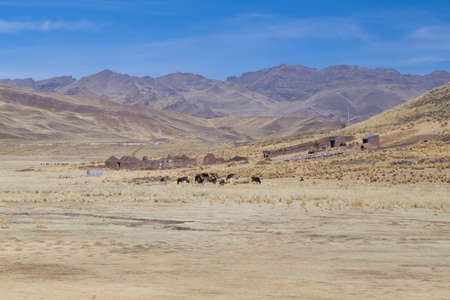 Farm and cows in Andes mountains, Peruの写真素材