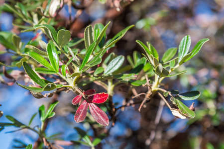 Coca leaves on trees in Andes mountains in Peru, Columbia and Boliviaの写真素材